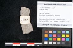 Foto (Objekt + Etikett) von Plantae indet.  (NHMW-GEO-2024-0188-6688)